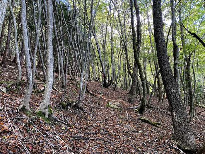 京都府綾部市睦寄町/シデ山・大栗山へバイク走り