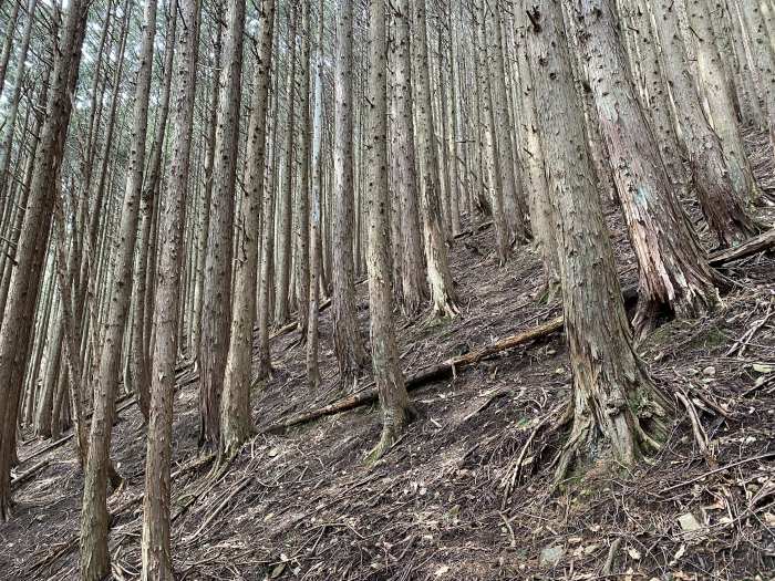 兵庫県丹波市青垣町山垣/烏帽子山を散策