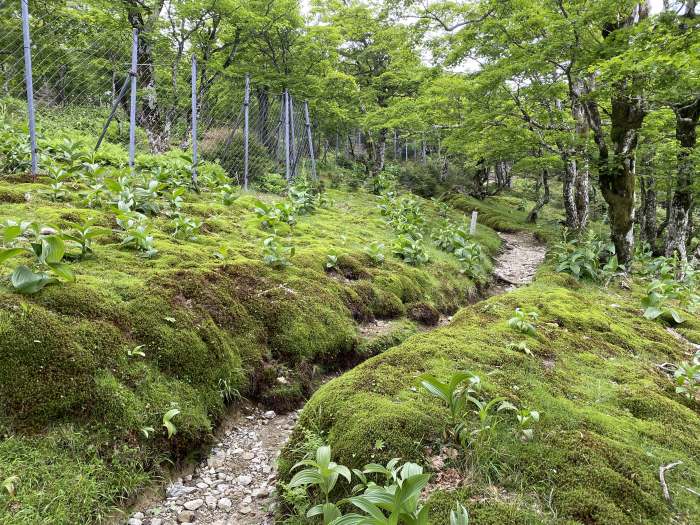 和歌山県伊都郡～奈良県吉野郡/四国八十八霊場満願御礼と八経ヶ岳へバイク走り