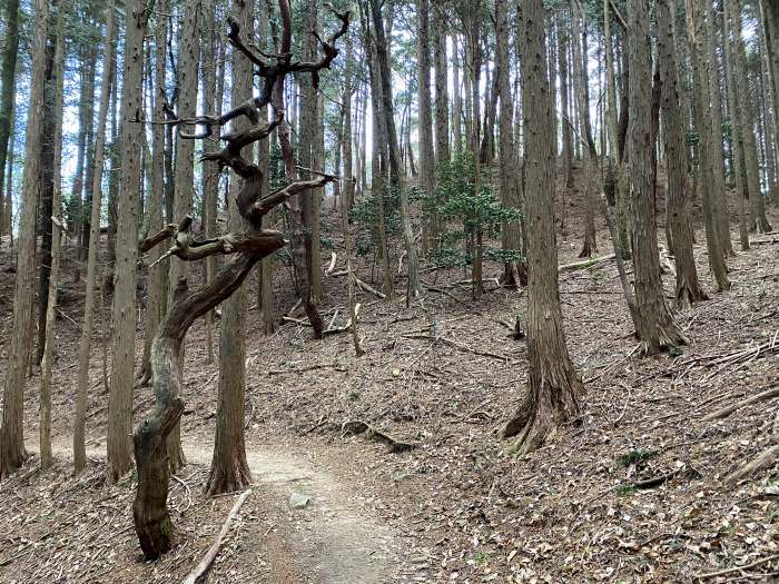 兵庫県神戸市/六甲山最高峰と西宮市/甲山を散策