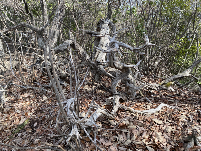兵庫県三田市/大谷山を散策